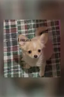 Sunny, a male Chihuahua for sale in Conroe, TX – 1 of 5