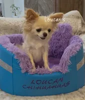 Harizma, a female Chihuahua for sale in Conroe, TX – 3 of 6
