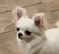 Luz, a female Chihuahua for sale in Conroe, TX – 6 of 7
