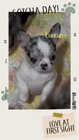 GCH sired Nemo, a male Chihuahua for sale in Conroe, TX – 3 of 7