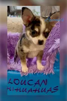 Napoleon , a male Chihuahua for sale in Conroe, TX – 5 of 10