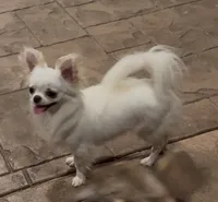 Luz, a female Chihuahua for sale in Conroe, TX – 7 of 7