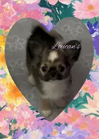 Brandy , a female Chihuahua for sale in Conroe, TX – 1 of 3