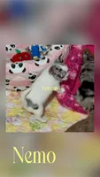 GCH sired Nemo, a male Chihuahua for sale in Conroe, TX – 4 of 7