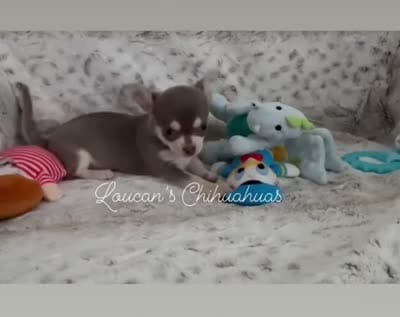 Balboa, a male Chihuahua for sale in Conroe, TX – 4 of 4