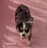 Napoleon , a male Chihuahua for sale in Conroe, TX – 4 of 5