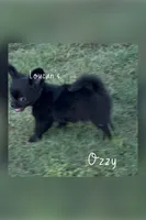 Ozzy, a male Chihuahua for sale in Conroe, TX – 3 of 6