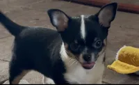 Bono, a male Chihuahua for sale in Conroe, TX – 3 of 6
