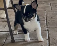 Bono, a male Chihuahua for sale in Conroe, TX – 5 of 6
