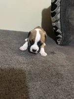 No name, a female American Pit Bull Terrier for sale in Lawrence, IN – Photo 1 of 2