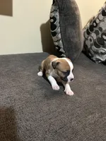 No name, a female American Pit Bull Terrier for sale in Lawrence, IN – Photo 2 of 2