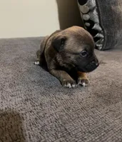 No name, a male American Pit Bull Terrier for sale in Lawrence, IN – Photo 2 of 2