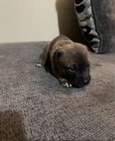 No name, a male American Pit Bull Terrier for sale in Lawrence, IN – Photo 1 of 2