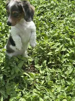 Puppy A, a female Miniature Dachshund for sale in Ormond Beach, FL – 10 of 10