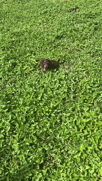 Full AKC Puppy B, a female Miniature Dachshund for sale in Ormond Beach, FL – 10 of 10