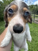 Puppy A, a female Miniature Dachshund for sale in Ormond Beach, FL – 2 of 10