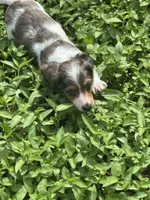 Puppy A, a female Miniature Dachshund for sale in Ormond Beach, FL – 7 of 10
