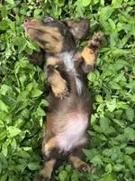 Full AKC Puppy B, a female Miniature Dachshund for sale in Ormond Beach, FL – 7 of 10