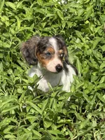 Puppy A, a female Miniature Dachshund for sale in Ormond Beach, FL – 5 of 10
