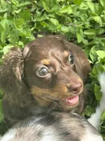 Full AKC Puppy B, a female Miniature Dachshund for sale in Ormond Beach, FL – 2 of 10