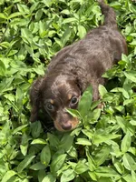Full AKC Puppy B, a female Miniature Dachshund for sale in Ormond Beach, FL – 9 of 10