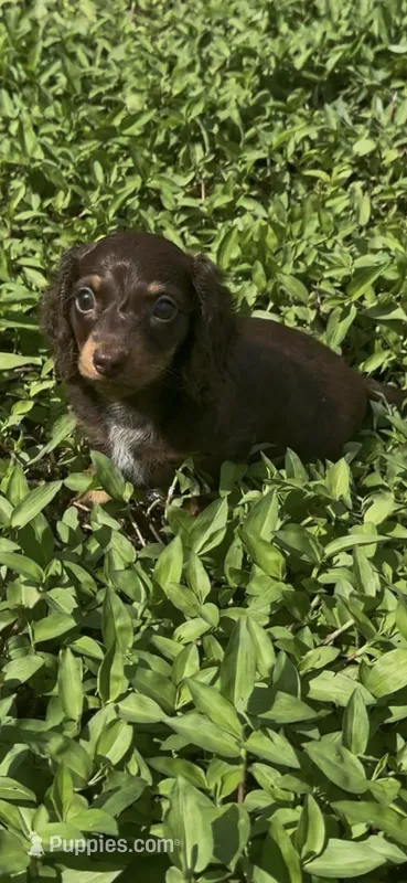 Full AKC Puppy B – Miniature Dachshund puppy for sale in Ormond Beach, FL