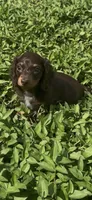 Full AKC Puppy B, a female Miniature Dachshund for sale in Ormond Beach, FL – 1 of 10