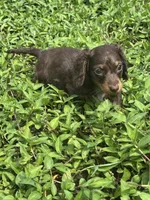 Full AKC Puppy B, a female Miniature Dachshund for sale in Ormond Beach, FL – 8 of 10