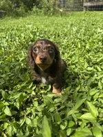 Full AKC Puppy B, a female Miniature Dachshund for sale in Ormond Beach, FL – 5 of 10