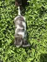 Puppy A, a female Miniature Dachshund for sale in Ormond Beach, FL – 6 of 10