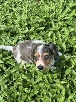 Puppy A, a female Miniature Dachshund for sale in Ormond Beach, FL – 9 of 10