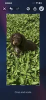 Full AKC Puppy B, a female Miniature Dachshund for sale in Ormond Beach, FL – 6 of 10