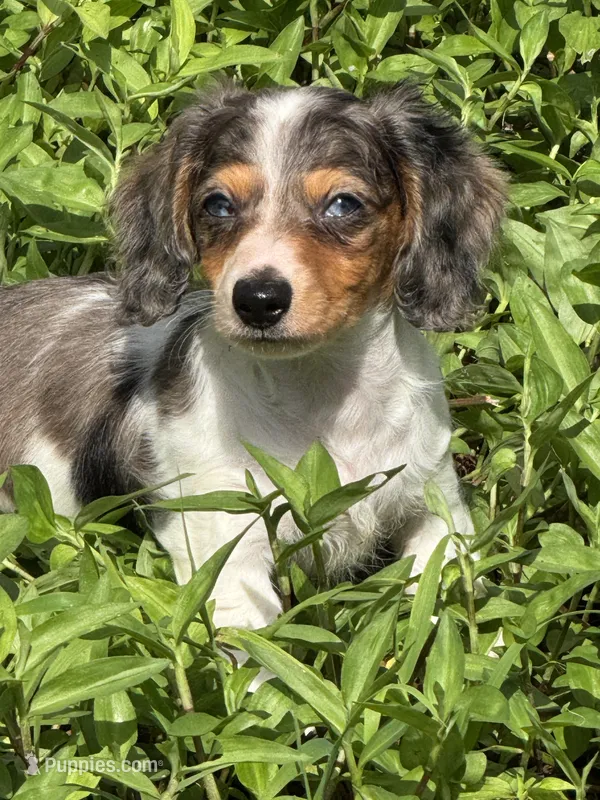 Puppy A – Miniature Dachshund puppy for sale in Ormond Beach, FL