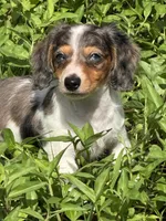 Puppy A, a female Miniature Dachshund for sale in Ormond Beach, FL – 1 of 10