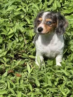 Puppy A, a female Miniature Dachshund for sale in Ormond Beach, FL – 3 of 10