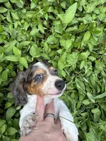 Puppy A, a female Miniature Dachshund for sale in Ormond Beach, FL – 4 of 10