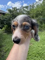 Puppy A, a female Miniature Dachshund for sale in Ormond Beach, FL – 8 of 10