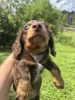 Full AKC Puppy B, a female Miniature Dachshund for sale in Ormond Beach, FL – 4 of 10