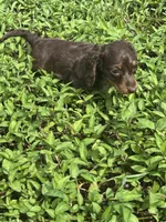 Full AKC Puppy B, a female Miniature Dachshund for sale in Ormond Beach, FL – 3 of 10