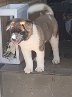 Laverne, a female Akita for sale in Rocky Ford, CO – 3 of 4