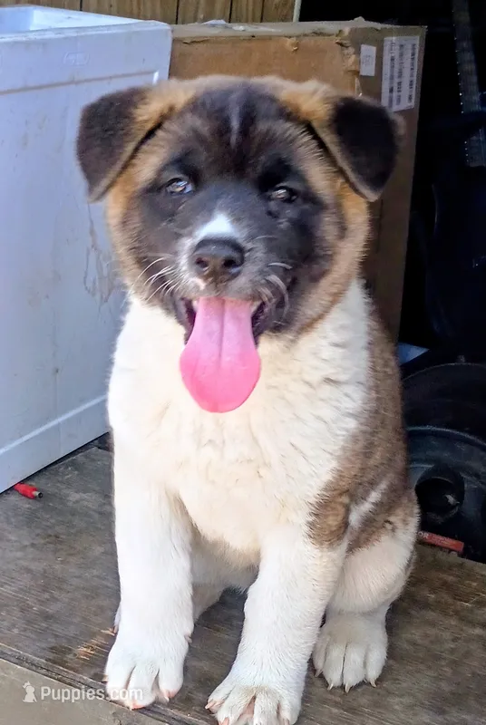 Laverne – Akita puppy for sale in Rocky Ford, CO