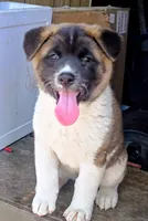 Laverne, a female Akita for sale in Rocky Ford, CO – 1 of 4