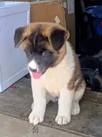 Laverne, a female Akita for sale in Rocky Ford, CO – 2 of 4