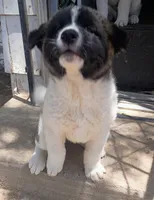 Shirley, a female Akita for sale in Rocky Ford, CO – 2 of 2
