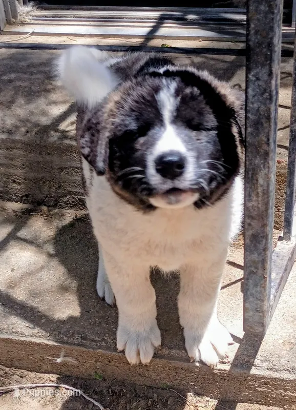 Shirley – Akita puppy for sale in Rocky Ford, CO