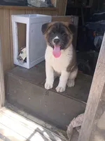 Laverne, a female Akita for sale in Rocky Ford, CO – 4 of 4