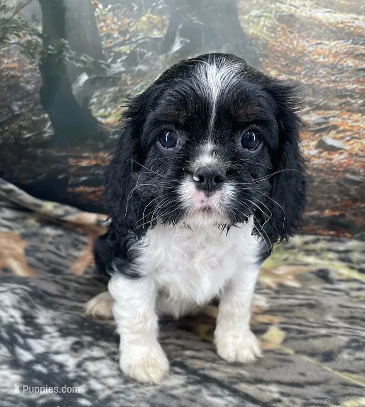 Male # 1 – Cockalier puppy for sale in Kress, TX