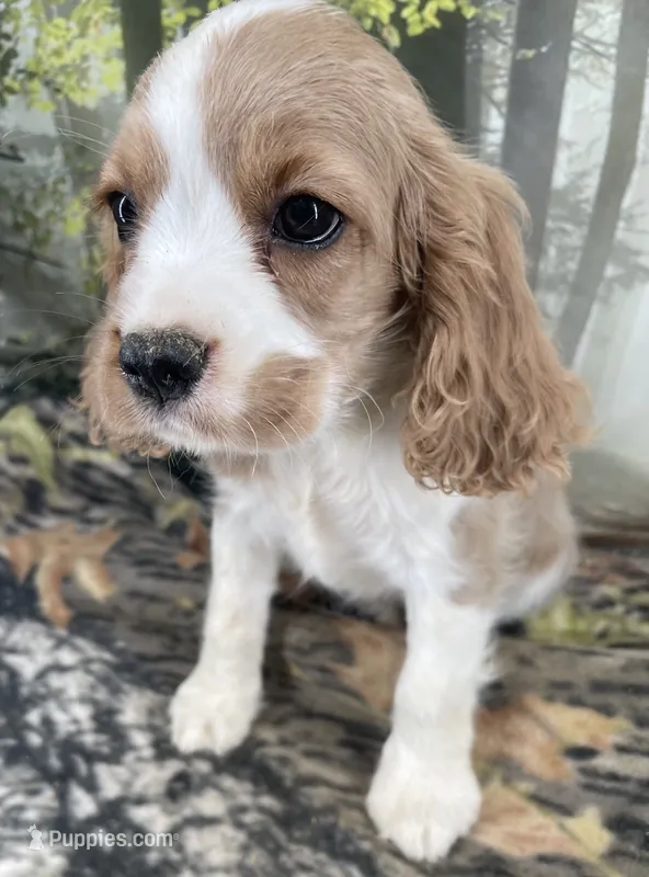 Female # 4 – Cockalier puppy for sale in Kress, TX