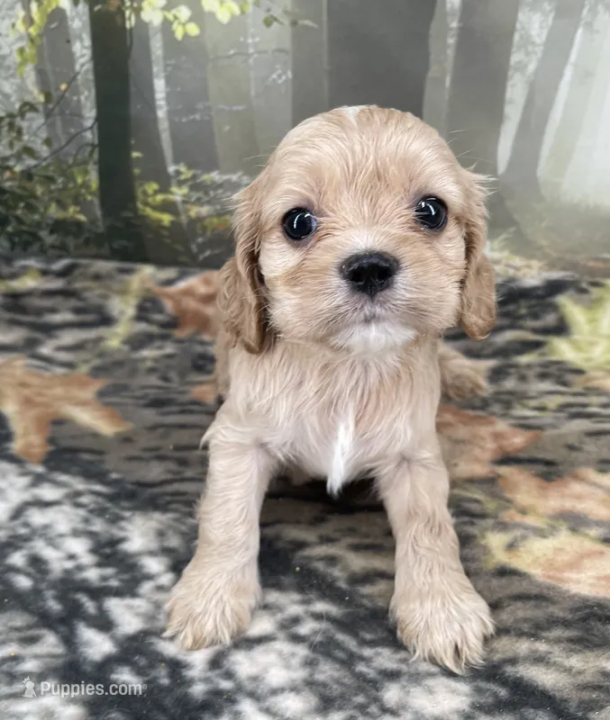 Male # 3 – Cockalier puppy for sale in Kress, TX