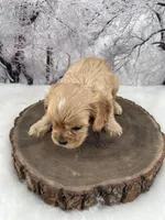 Female # 4, a female Cockalier for sale in Kress, TX – Photo 3 of 4